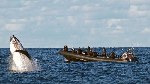 Sydney Whale Watching Cruise - OZ/Orca/Internet-famous Black Boat/White Boat/Fantasea Whale Watching Cruise/Speedboat options (Australia's most comprehensive whale watching selection)