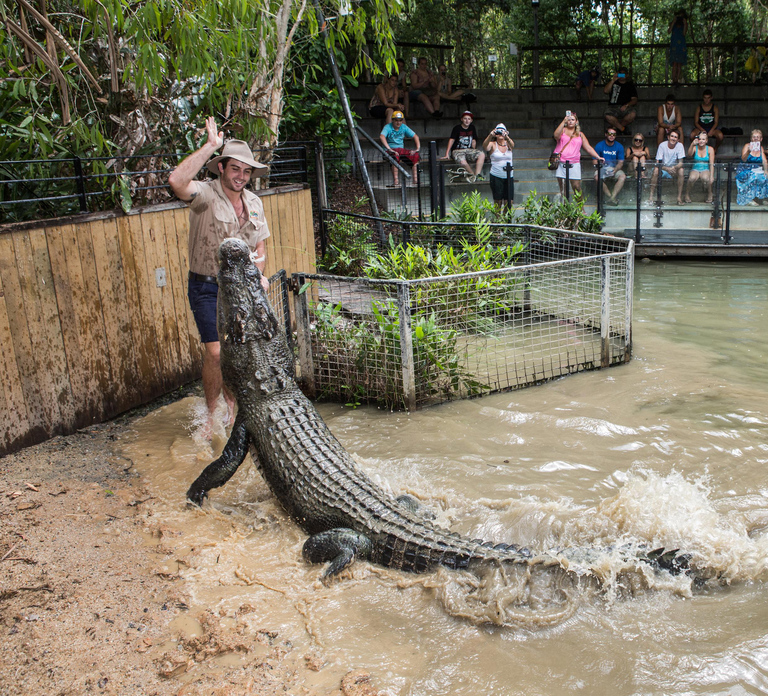 Cairns: Hartley's Crocodile Adventures Visit with Transfer