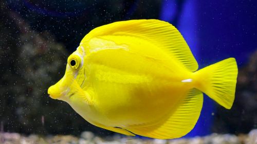 Oniria Aquarium: Entry Ticket Adult
