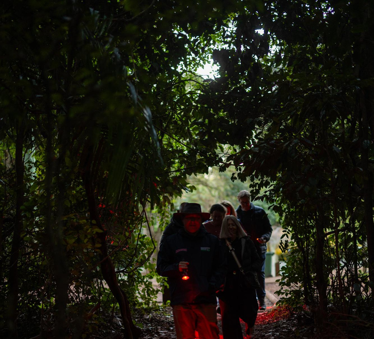 Gold Coast: Evening Rainforest and Glow Worm Experience