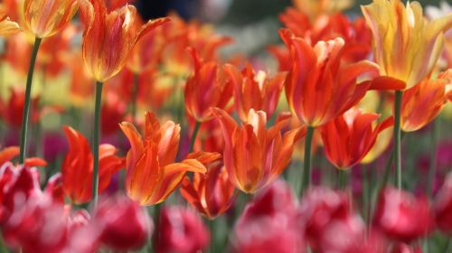 Hokkaido East 1-Day Tour: Shibazakura Takinoue kōen Park + Kamiyubetsu Tulip Park|From Sapporo Day Tours