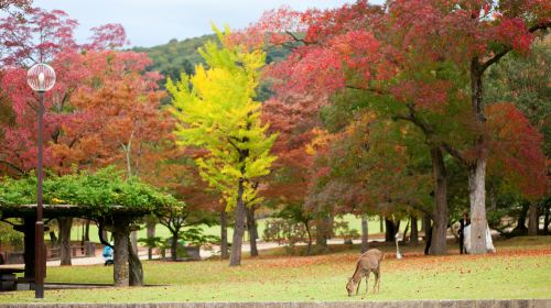 Osaka Castle Museum Day Tours