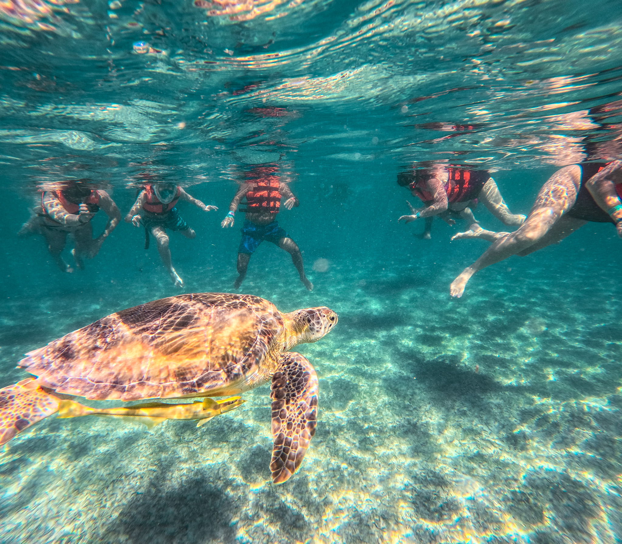 Akumal Turtles Swim Tour