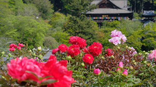2-day Osaka–Nara fun pass