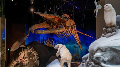 Natural History Museum Abu Dhabi