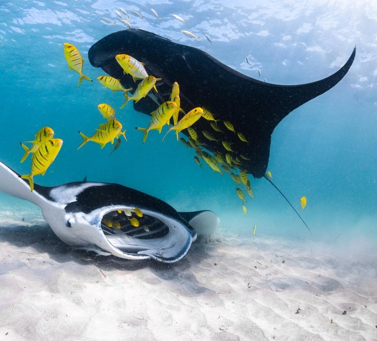 Coral Bay: Full Day Ningaloo Reef with Manta Rays Tour