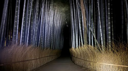 Kyoto Ghost Tour: Dark Tales, Urban Legends, Bamboo Forest Night Day Tours