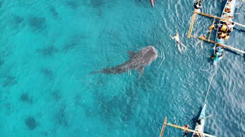 Cebu: Oslob Whale Shark Watching + Badian Kawasan Falls canyon adventure 1-day tour