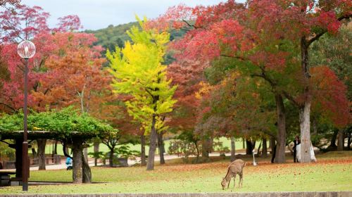 Official ticket: JR pass Ise, Kumano, Wakayama area 5-day rail pass [free global EMS shipping - dispatched from Taiwan] Transport Passes