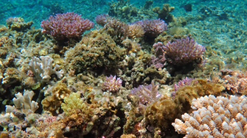 Snorkeling and scuba diving experience at the blue cave in Okinawa, Japan