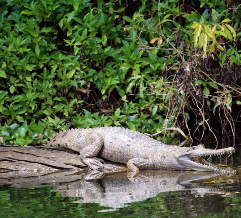 Kuranda: Riverboat Tour