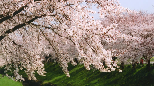 Optional small group for 9 people · 1-day tour to Osaka, Kyoto and Nara