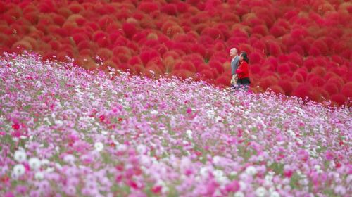 Tokyo: Autumn Hitachi Seaside Park, Fukuroda Falls & Ryujin Day Tours