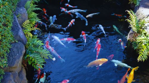 Tokyo: Senso-ji and surroundings Day Tours