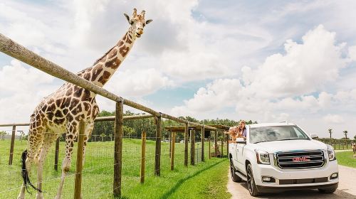 Wild Florida Drive-Thru Safari and Gator Park Admission Day Tours
