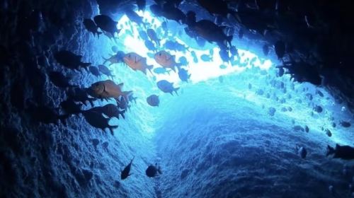 Okinawa blue cave snorkeling & diving experience package