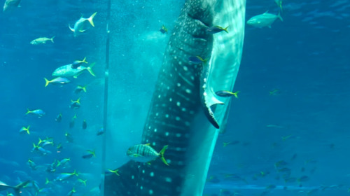 Swim with Whale Sharks in Okinawa, Japan – Snorkeling, Scuba Diving