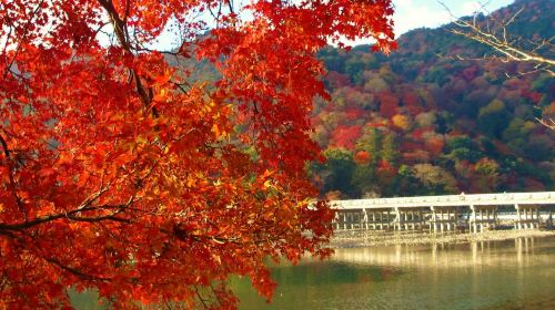 Kyoto: Guided Sightseeing Bus Tour in Japanese Day Tours