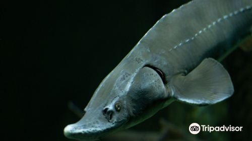 Aquarium of Lyon