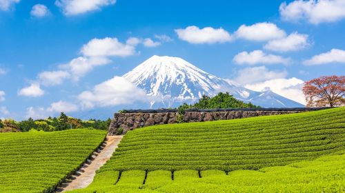 JR Pass Fuji and Shizuoka area mini 3-day rail pass [free global EMS shipping - shipped from Taiwan]