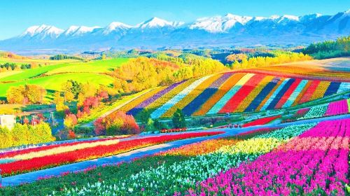 Hokkaido Flower Fields Day Tour from Sapporo – Shikisai-no-Oka, Farm Tomita