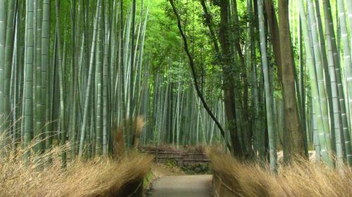 Kyoto: Guided Sightseeing Bus Tour in Japanese Day Tours