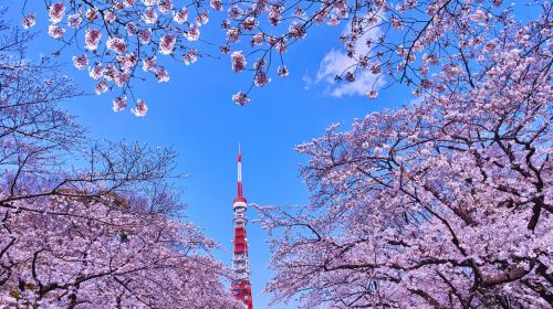 Tokyo City Day Tour [Optional Group/Charter Tour, Same Route as Kakala Tour] Day Tours
