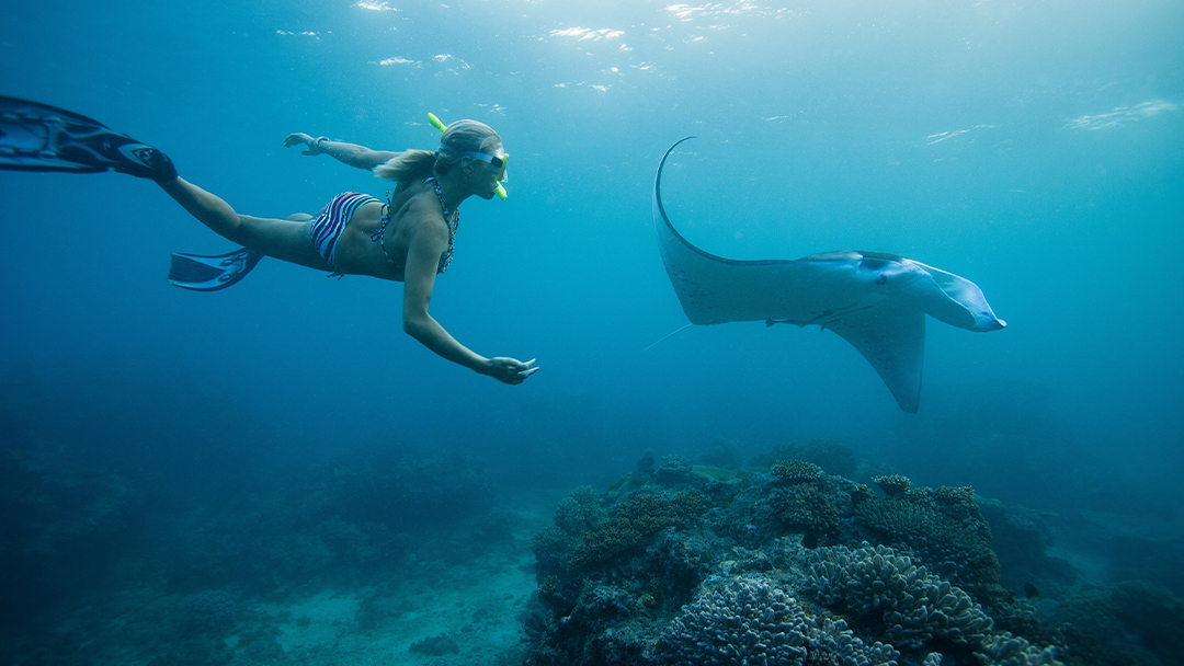 Manta Ray Snorkeling Nusa Penida – Swim with Ocean Giants