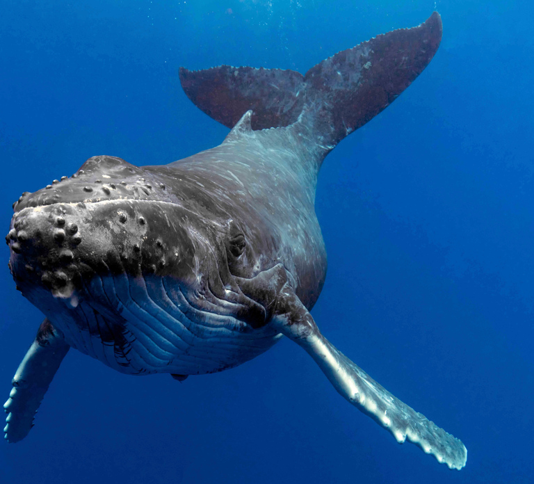 Gold Coast: Premium Whale Watching Cruise
