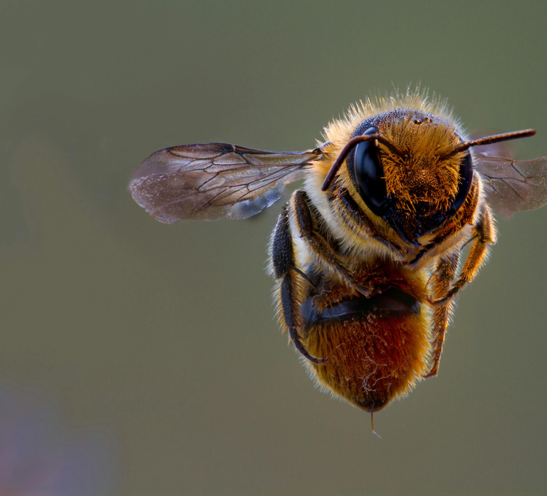 Huskisson: Private Bees and Honey Apiary Tour with Tasting