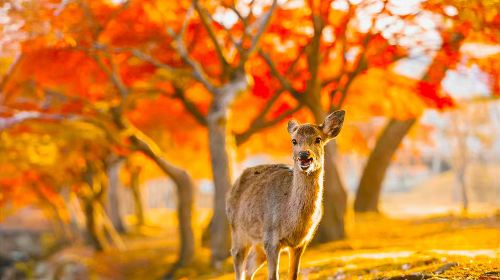 1-day tour to Arashiyama & Katsuo-ji in Kyoto, Japan with Chinese-speaking guide