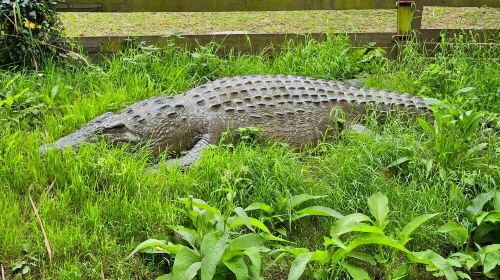 Alligator Bay
