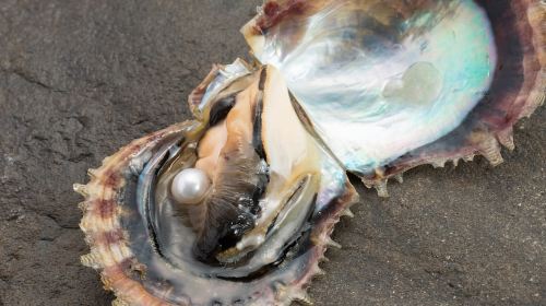 Hands-on Pearl Harvesting Workshop!