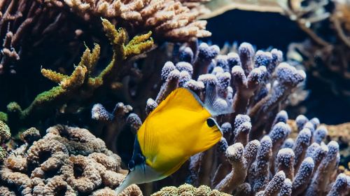Aquarium du Grand Lyon: Entry Ticket Child