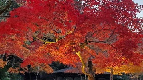 Hiroshima & Miyajima: Guided Tour from Kyoto or Osaka + Shinkansen & Ferry Ride Day Tours