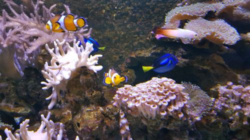 SEA LIFE Val d'Europe