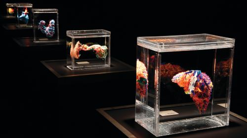 Bodies The Exhibition
