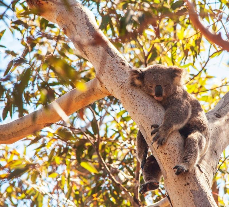 North Stradbroke Island: Whales, Wildlife & Beaches Day Trip