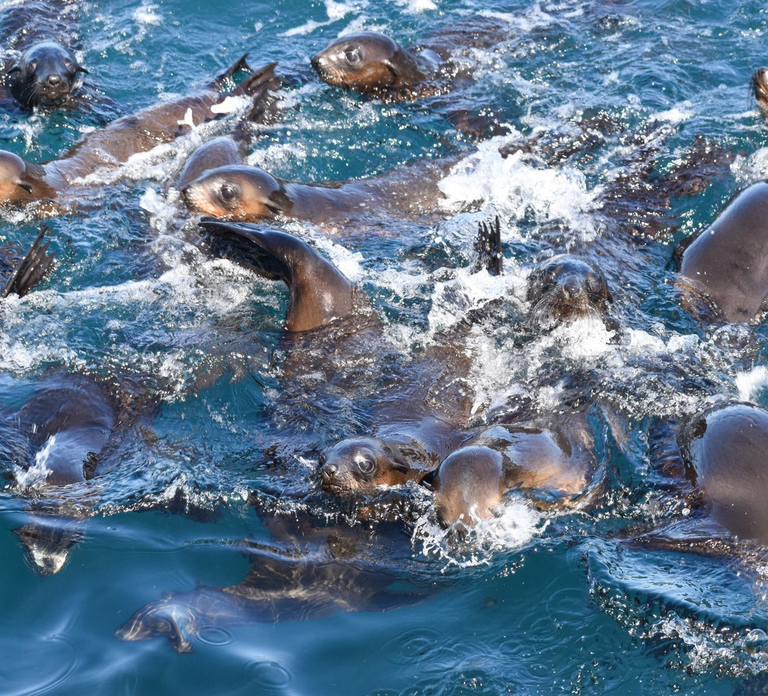 Philip Island: Seal Watching Cruise