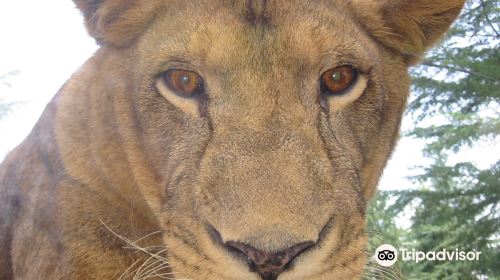 Gunma Safari Park