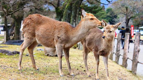 [9-person group] Kyoto + Nara + Uji day trip: Cute deer/Kiyomizu-dera Temple/Fushimi Inari Day Tours
