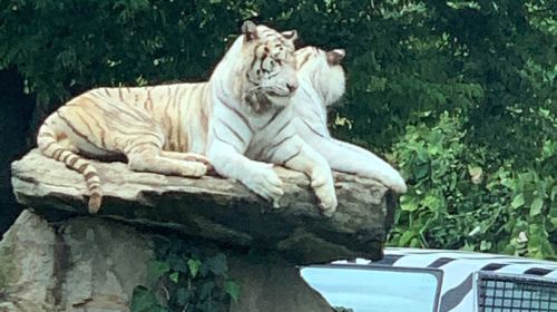 Gunma Safari Park