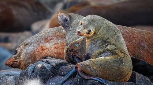 Bruny Island Half-Day Tour from Hobart, Tasmania [3-Hour English Speedboating | Round-Trip to Adventure Bay] Day Tours