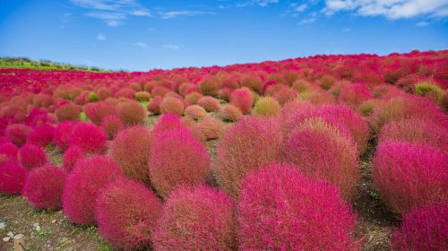 Tokyo: Autumn Hitachi Seaside Park, Fukuroda Falls & Ryujin Day Tours