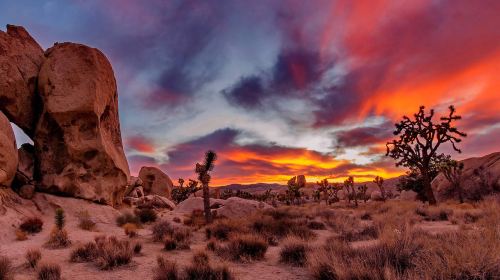 Joshua Tree National Park Day Tour from Los Angeles Day Tours