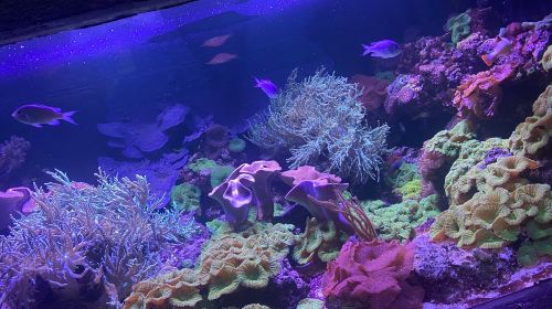 Aquarium d'Amneville