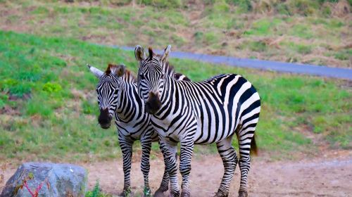 one-day tour of Kyushu Zoo in Oita,Ghibli Town & Animal Interaction Tour