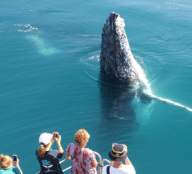 Hervey Bay 4-Hour Whale Watch Encounter