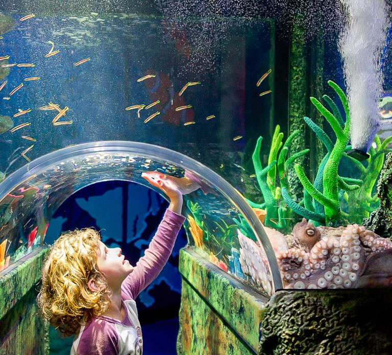 SEA LIFE Sydney Aquarium Entry Ticket