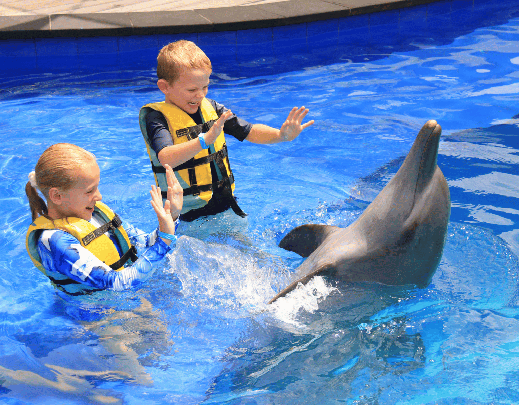 Bali Dolphin: Discovery Program "Swim with Dolphin"